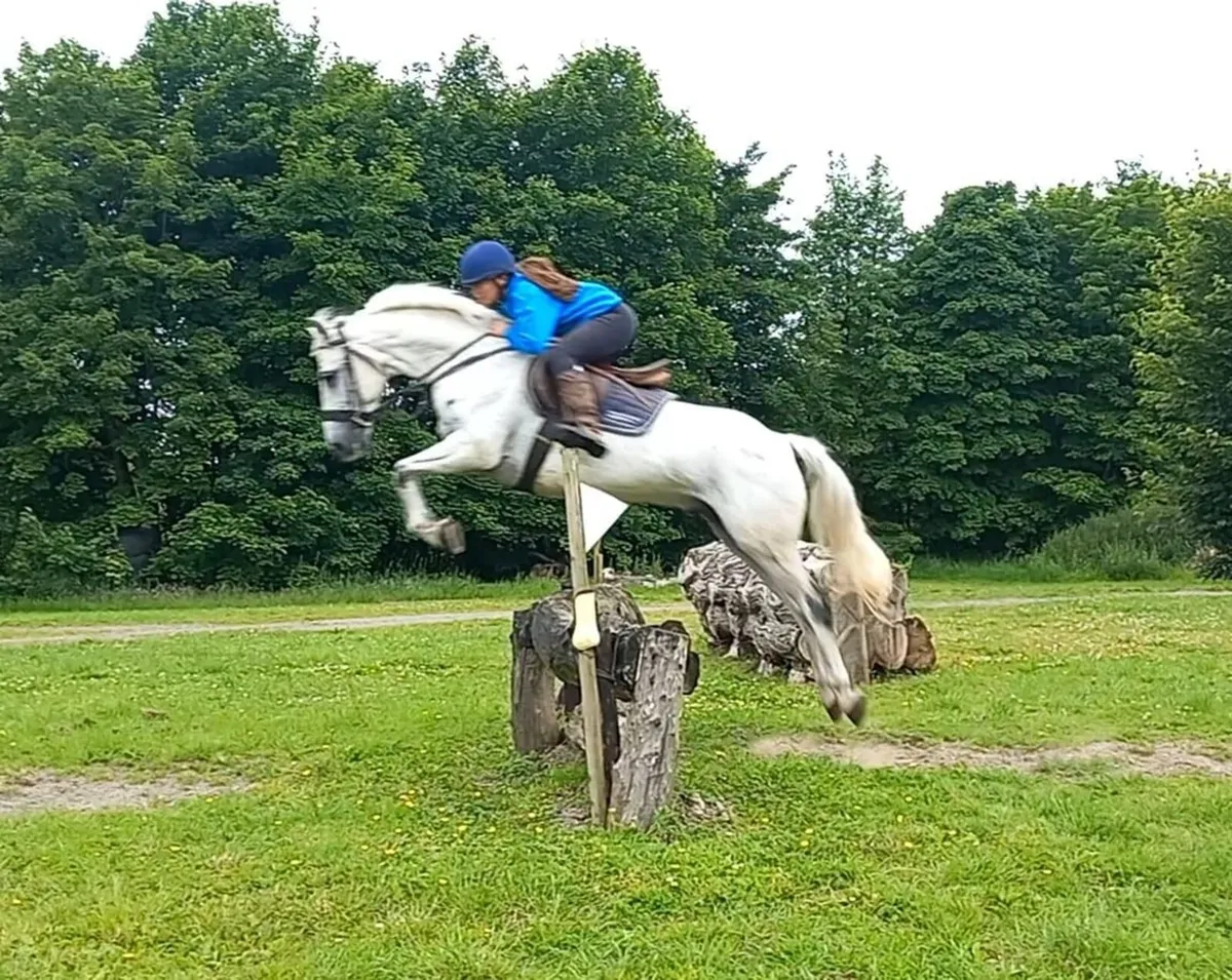 148 Show-jumping Pony - Image 4