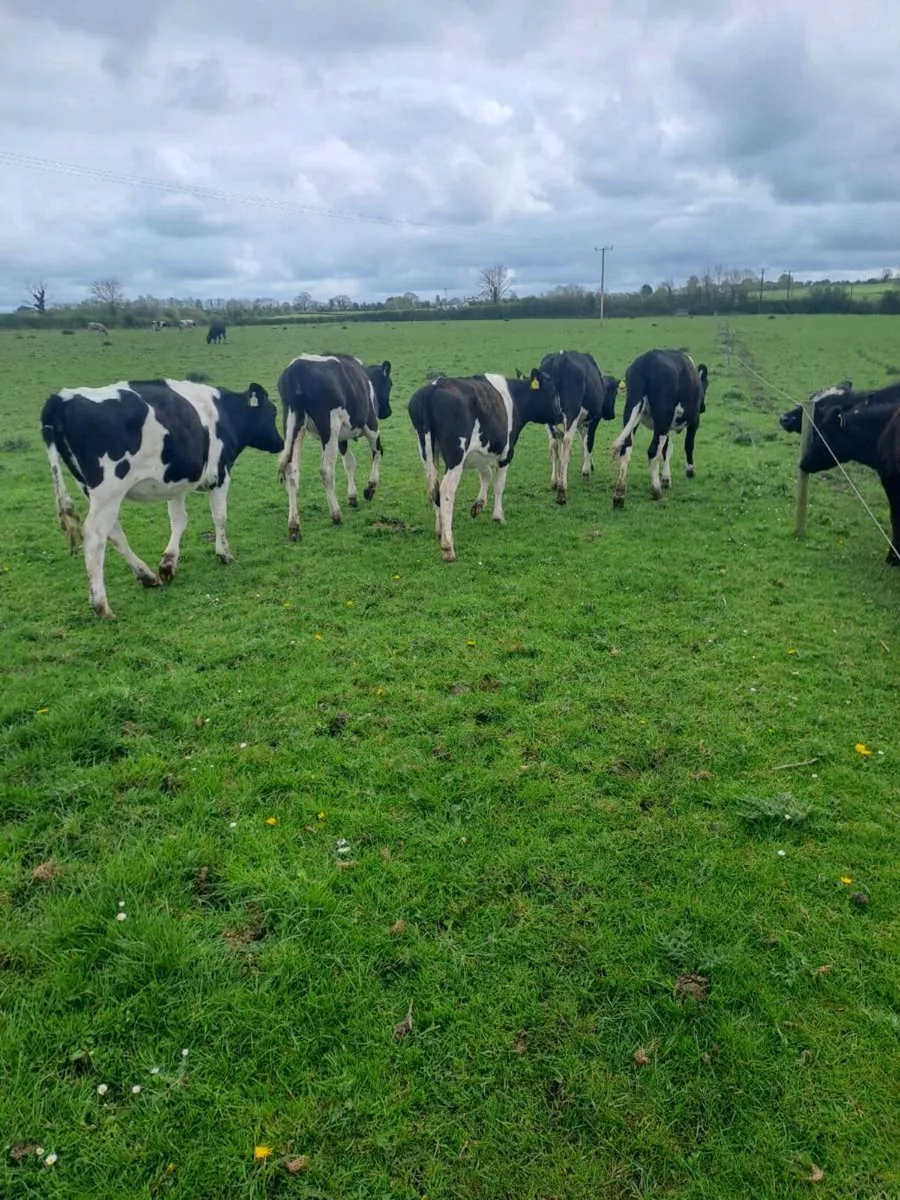 Dairy cows and maiden heifers - Image 1