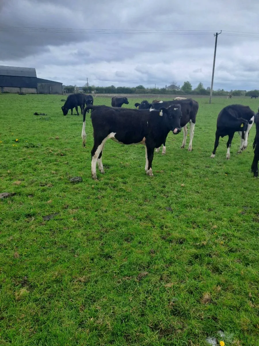 Dairy cows and maiden heifers - Image 2