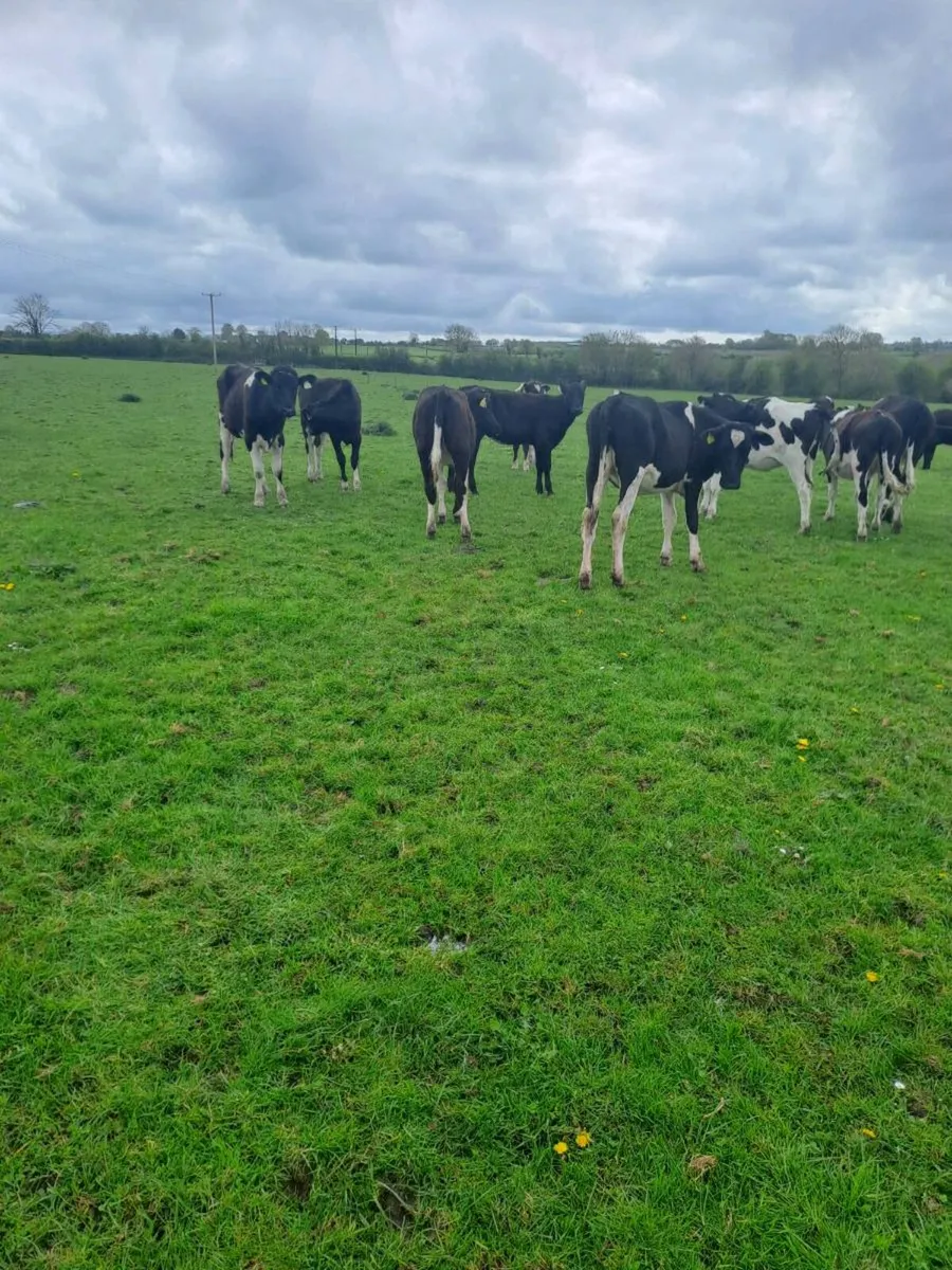 Dairy cows and maiden heifers - Image 3