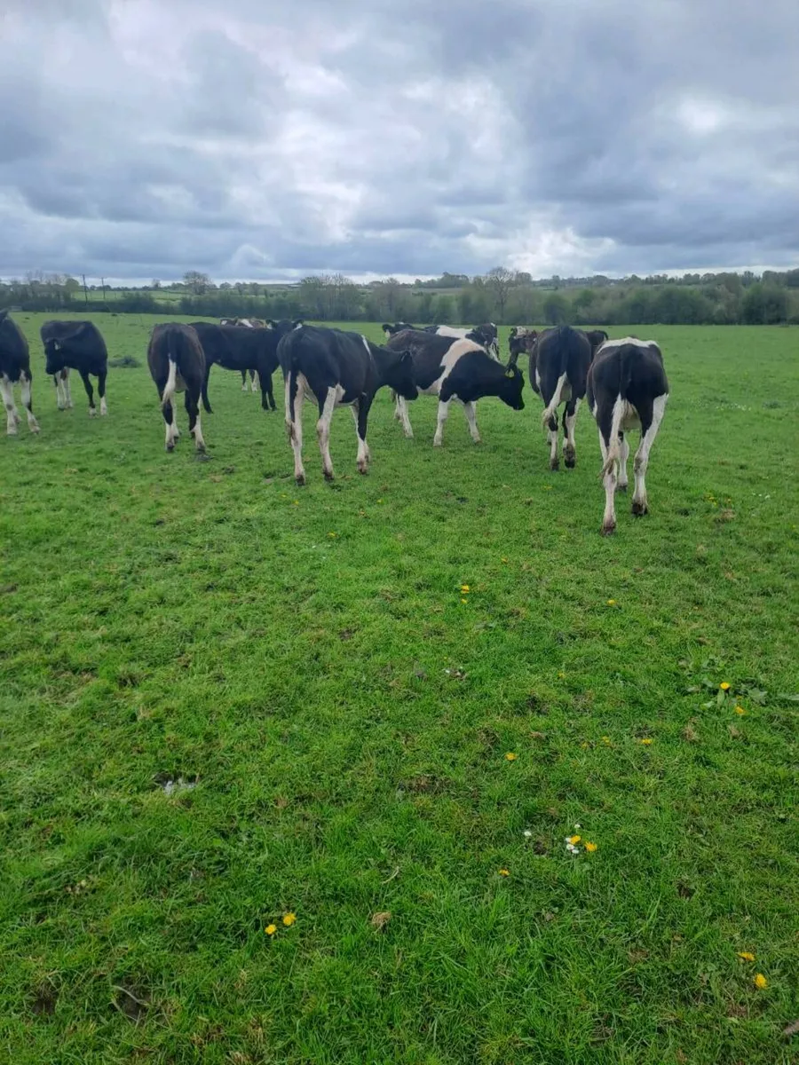 Dairy cows and maiden heifers - Image 4