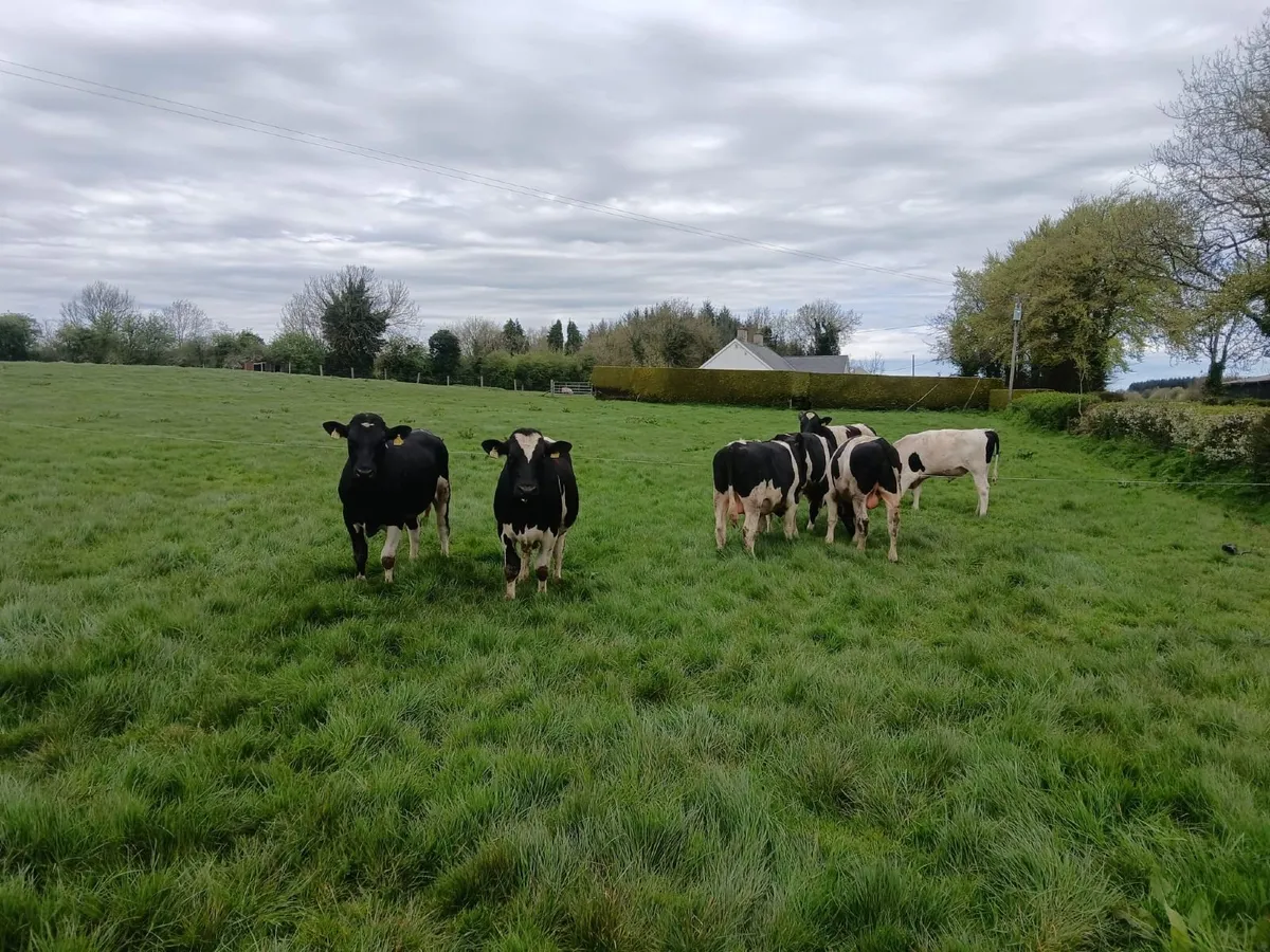 Pedigree British Fresian Bulls - Image 2