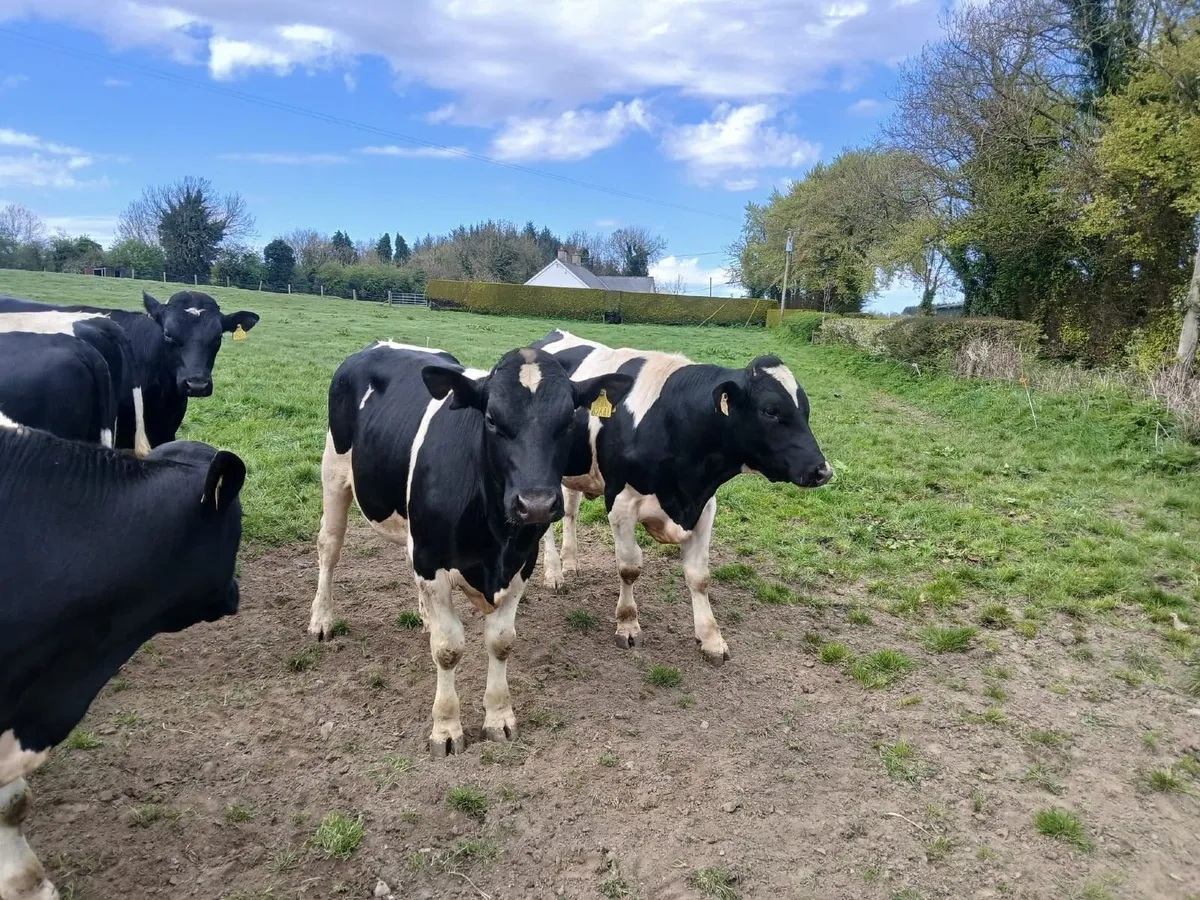 Pedigree British Fresian Bulls - Image 3