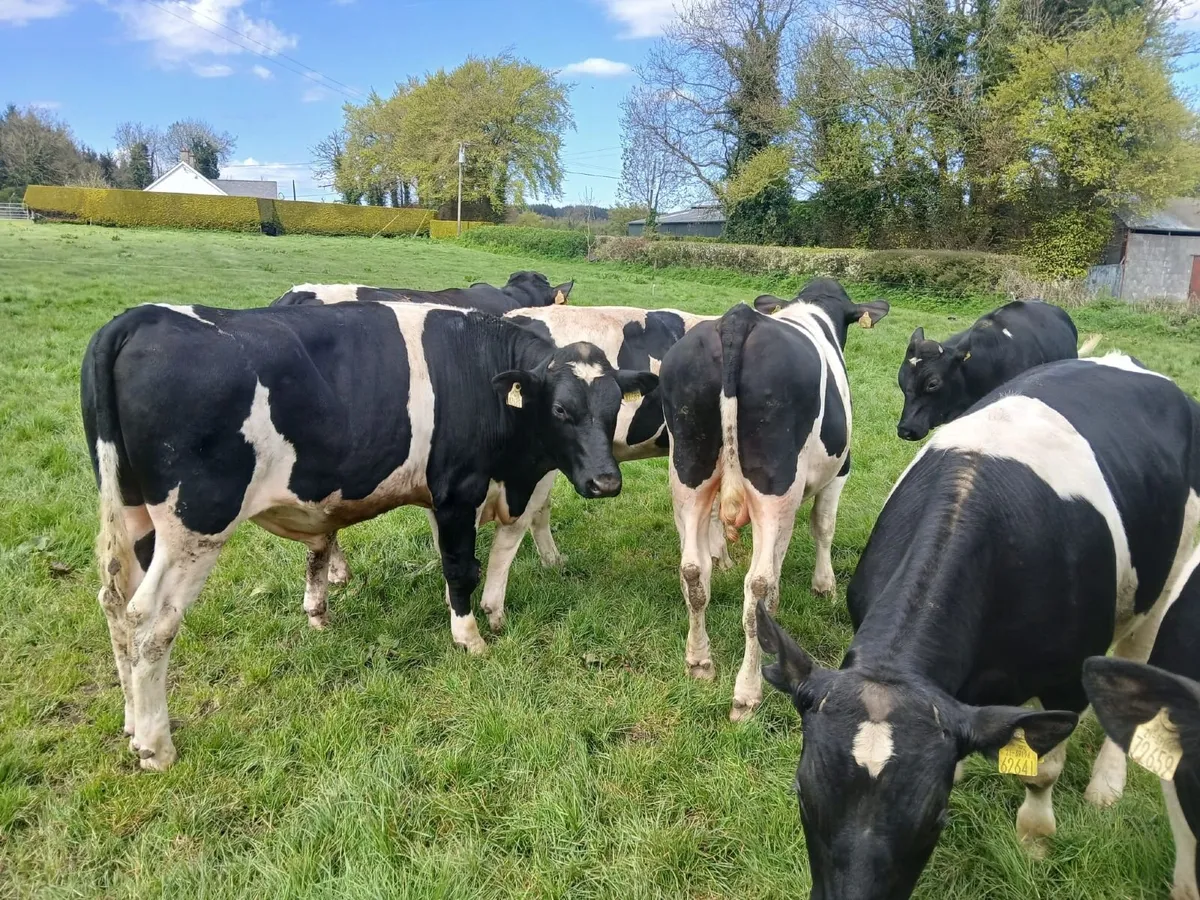 Pedigree British Fresian Bulls - Image 1