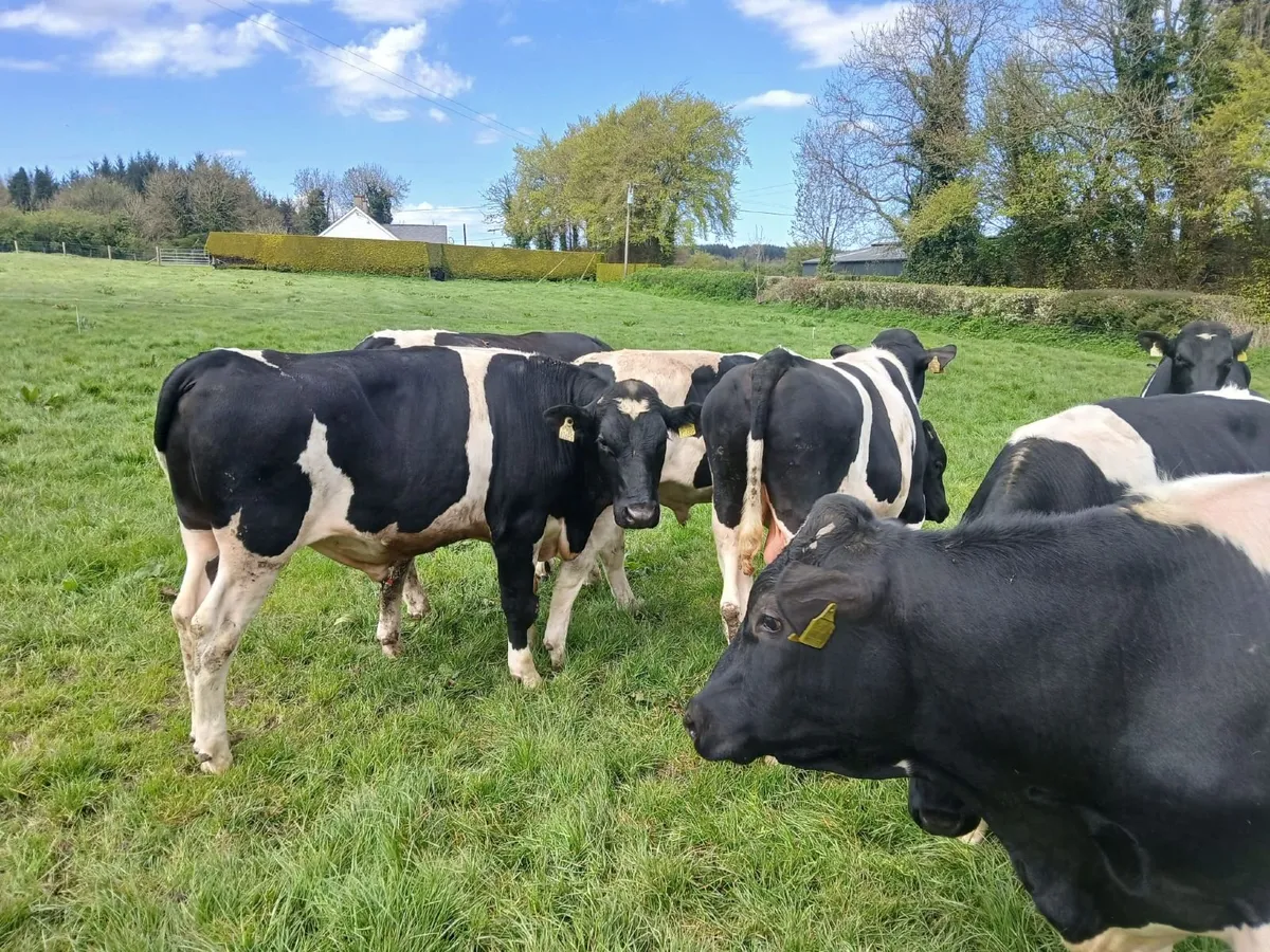 Pedigree British Fresian Bulls - Image 4