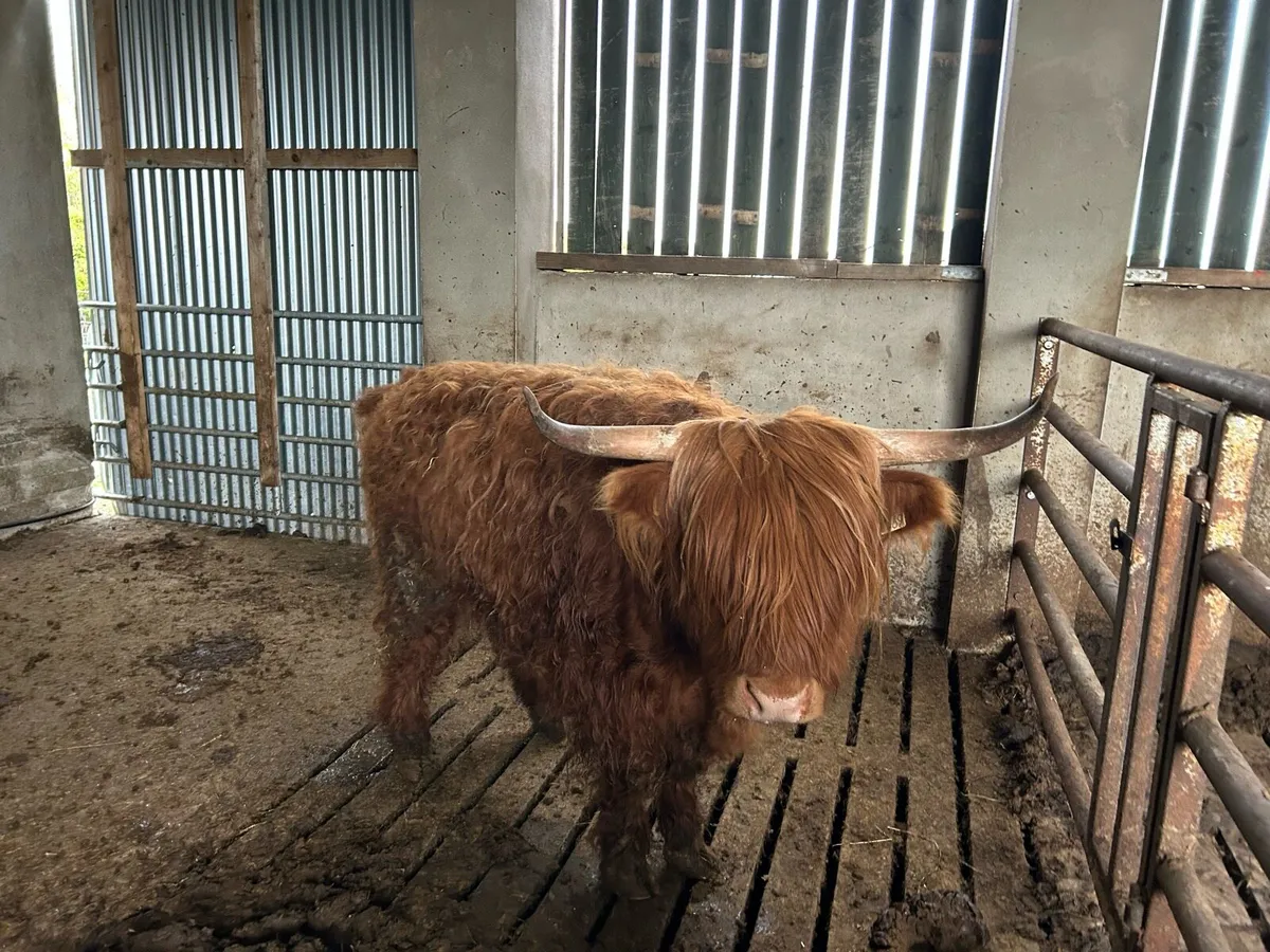 Highland Heifer 3 Yr Old - Image 1