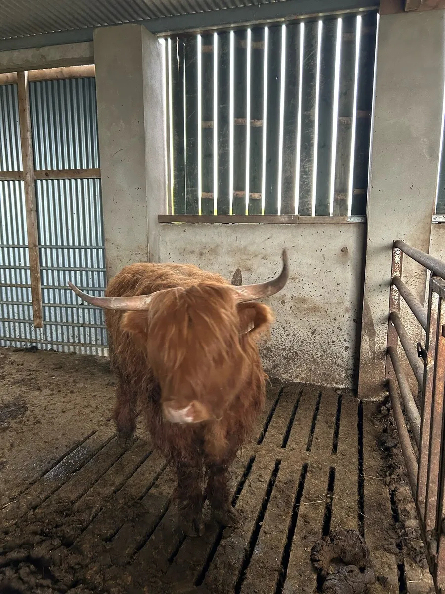 Highland Heifer 3 Yr Old - Image 4