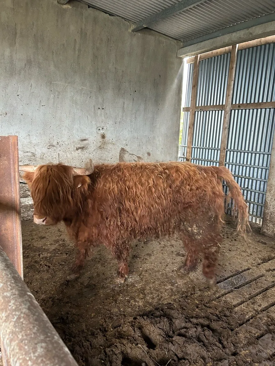 Highland Heifer 3 Yr Old - Image 2