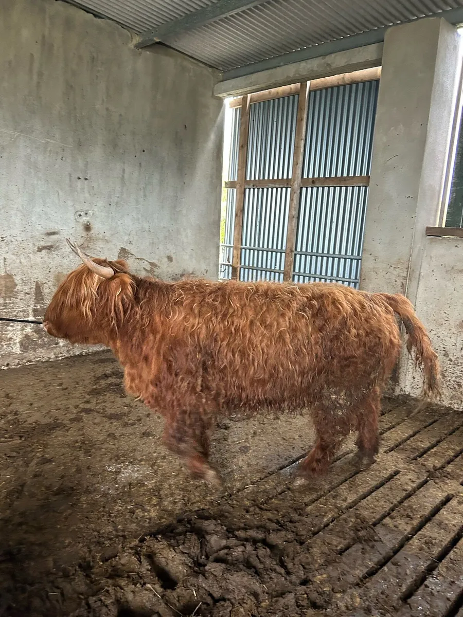 Highland Heifer 3 Yr Old - Image 3