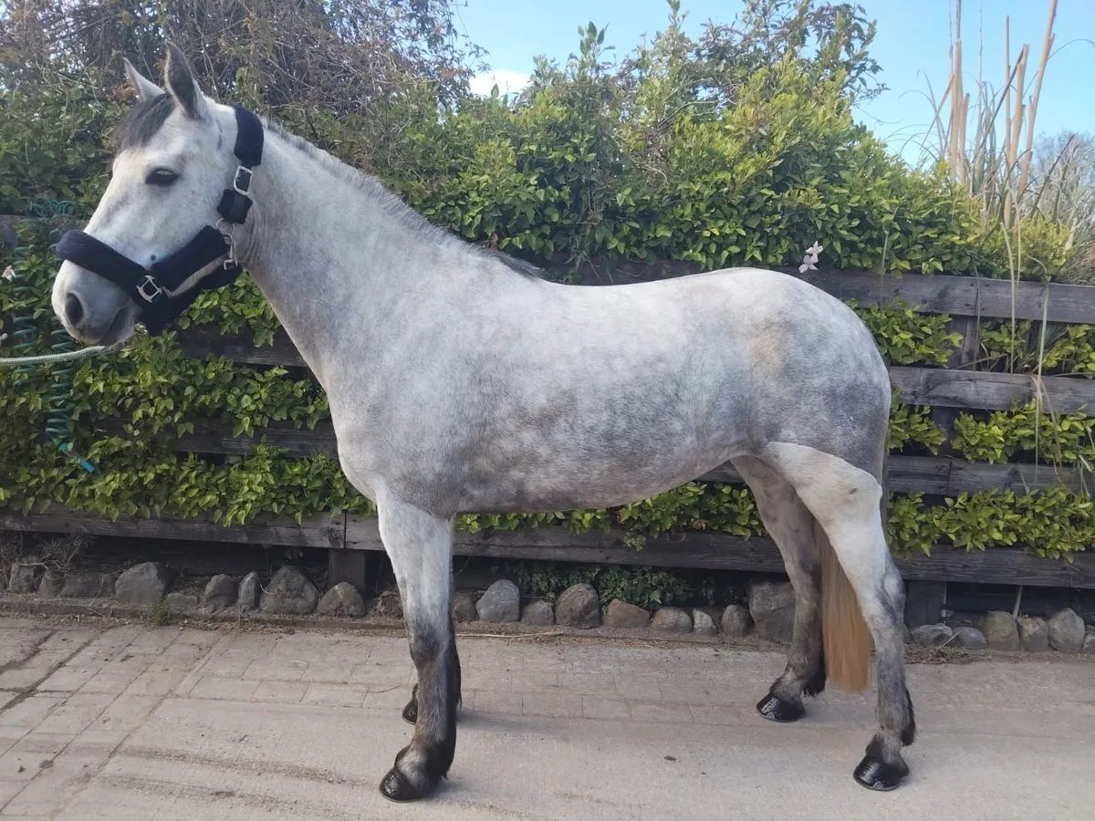 Registered Connemara Mare - Image 1