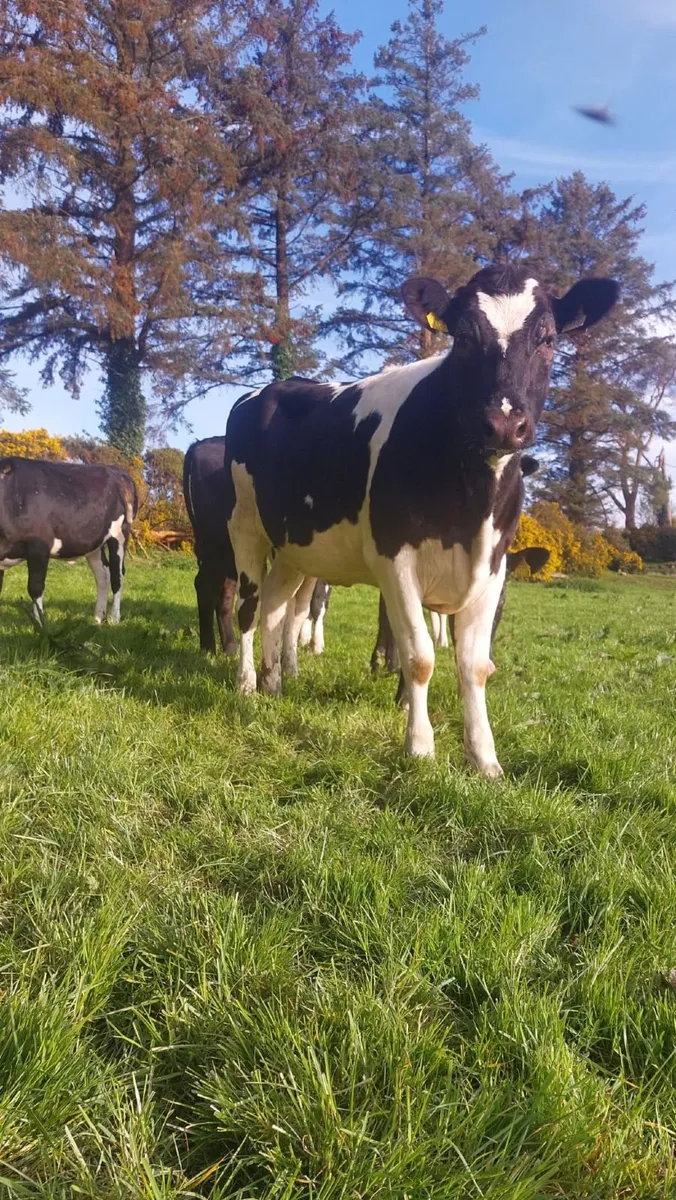Maiden Dairy Heifers - Image 2