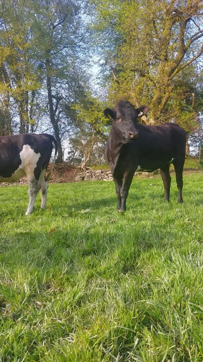Maiden Dairy Heifers - Image 3