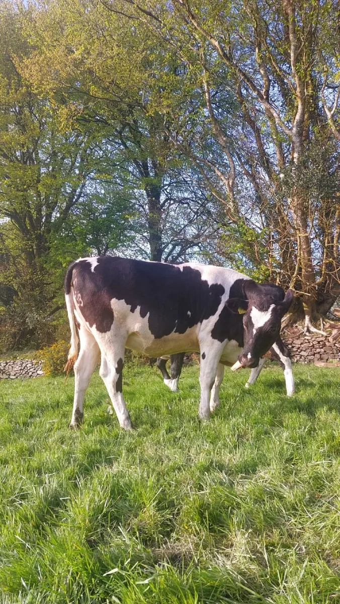 Maiden Dairy Heifers - Image 4