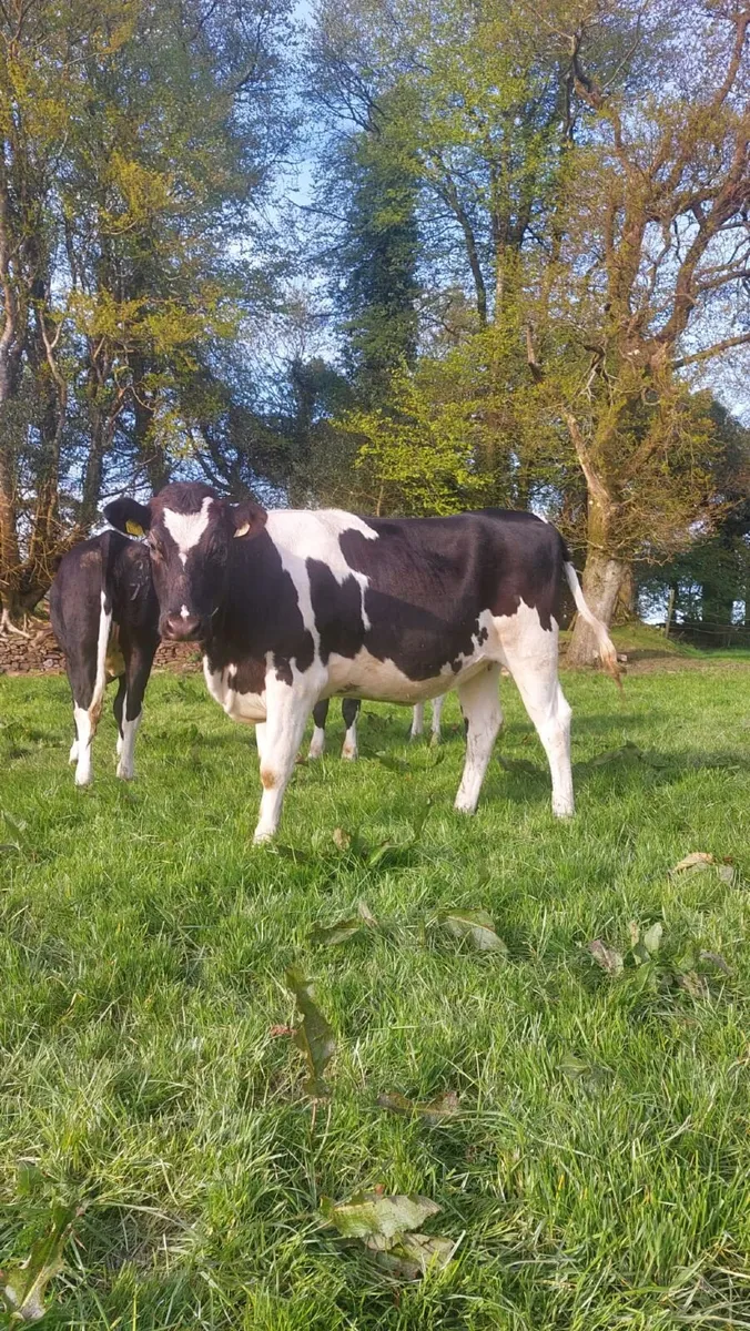 Maiden Dairy Heifers - Image 1