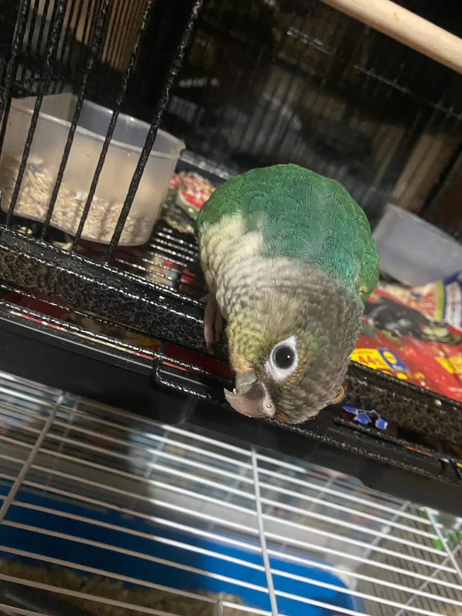 Bird conure - Image 1