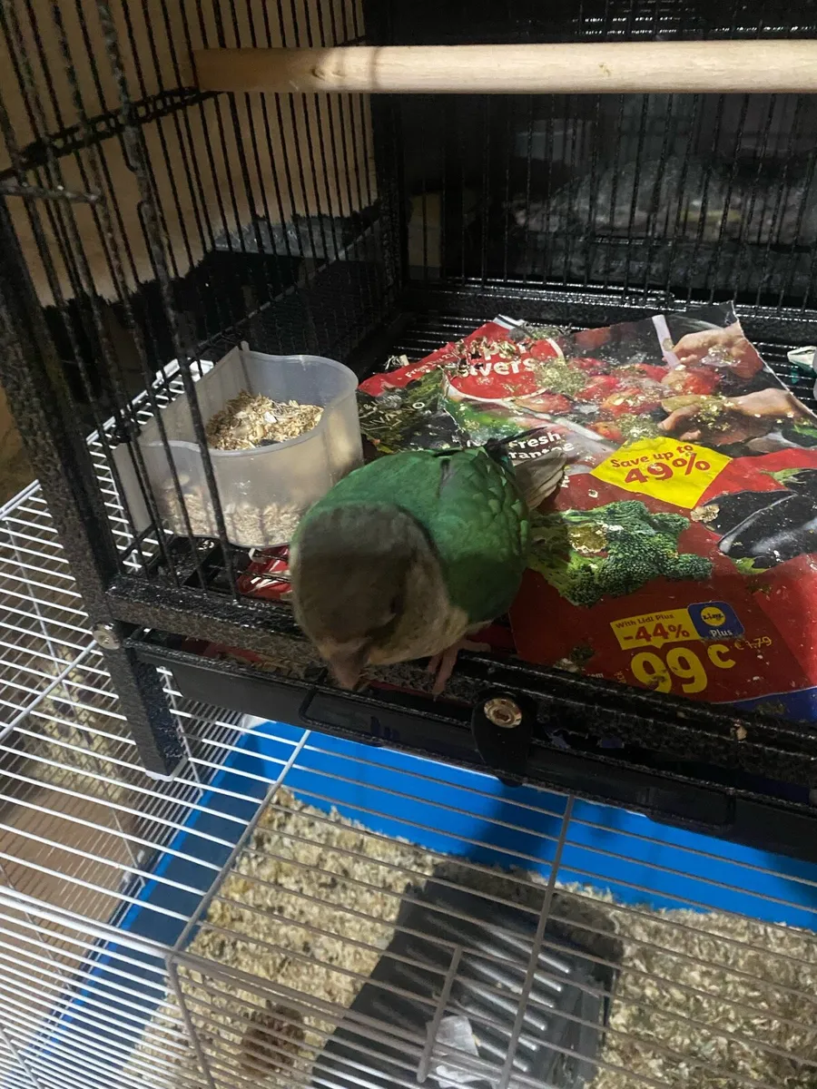 Bird conure - Image 2