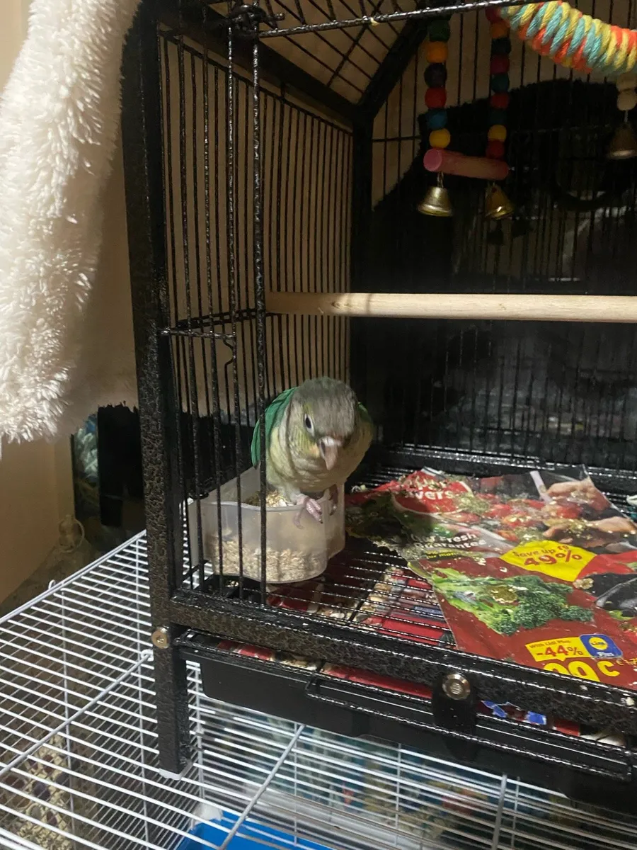 Bird conure - Image 3