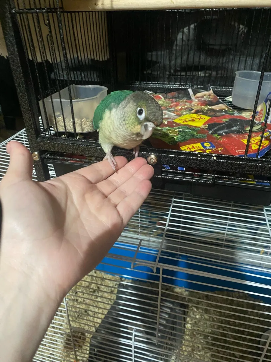 Bird conure - Image 4
