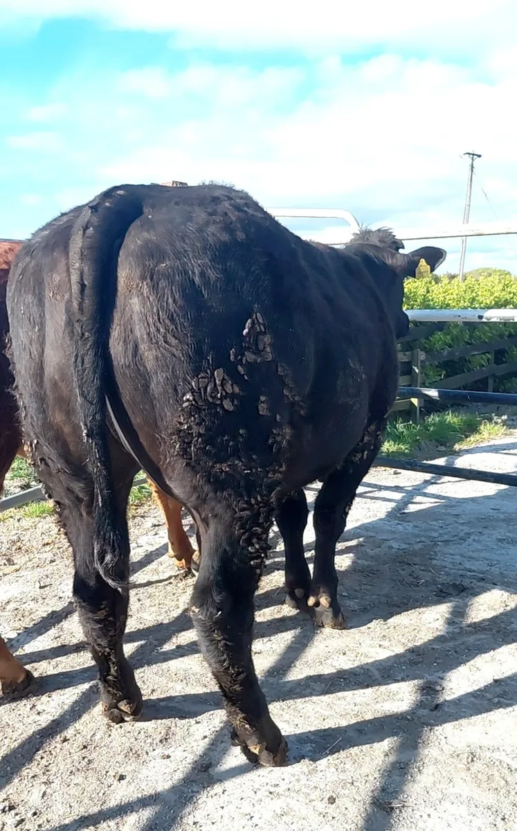 Top class show heifer. - Image 3