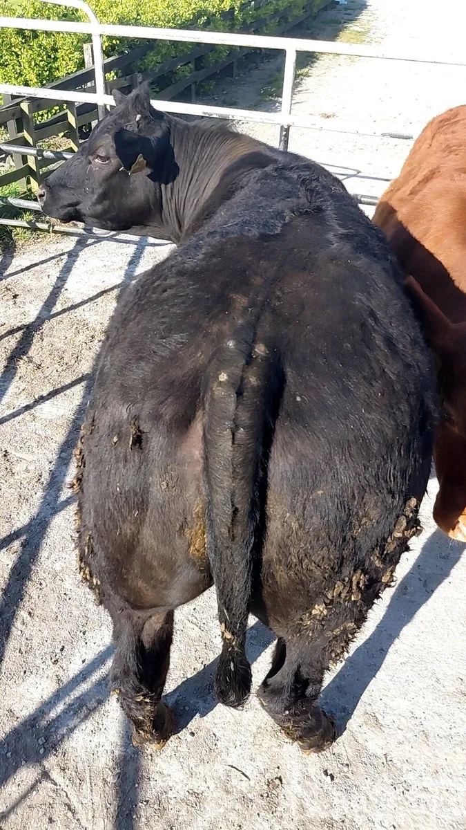 Top class show heifer. - Image 1