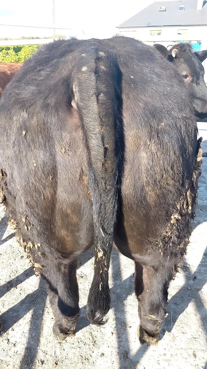 Top class show heifer. - Image 4