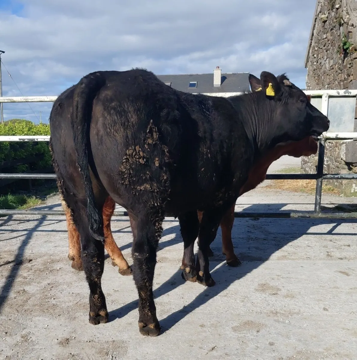 Top class show heifer. - Image 2