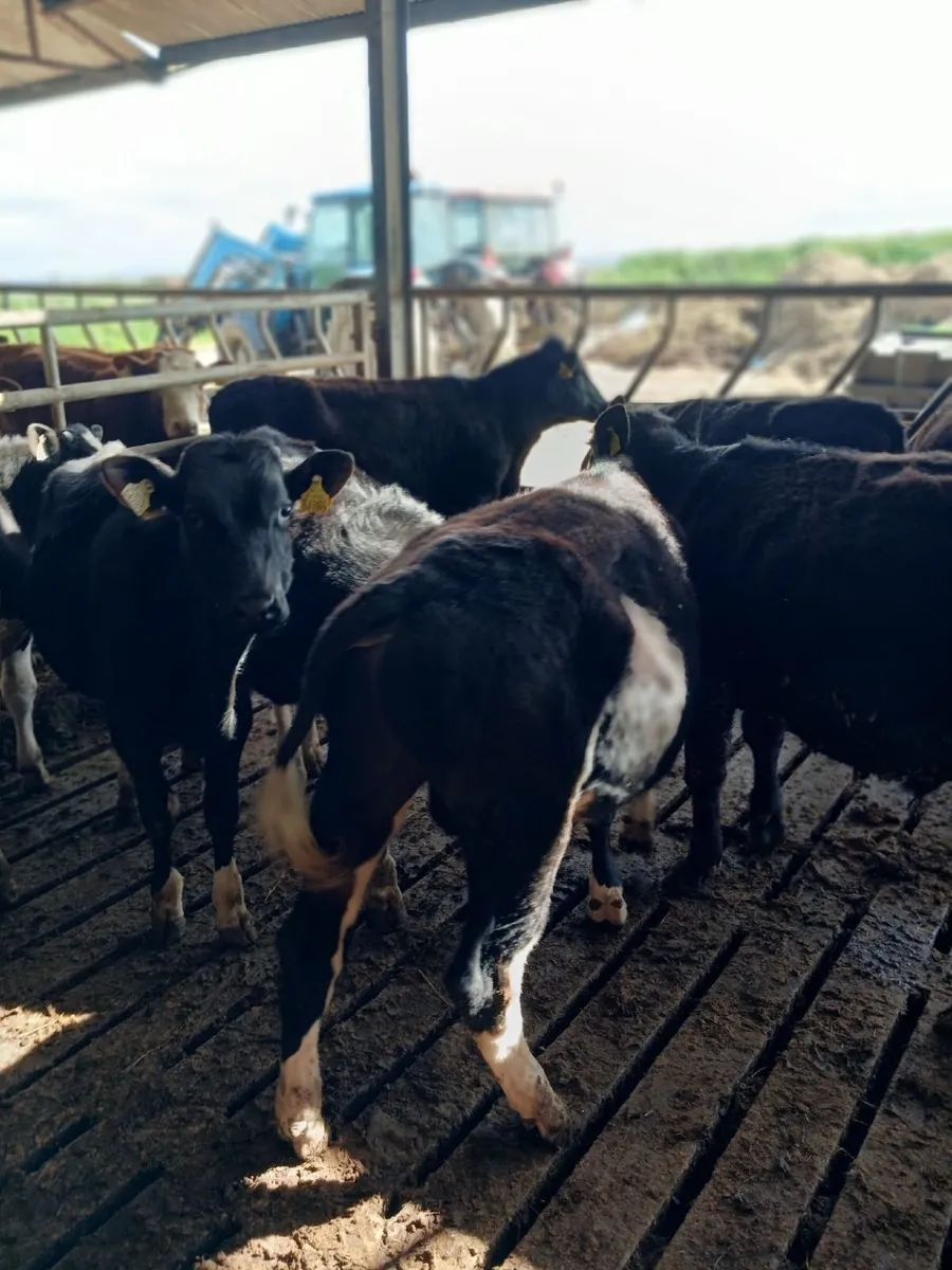 Beef cattle - Image 1