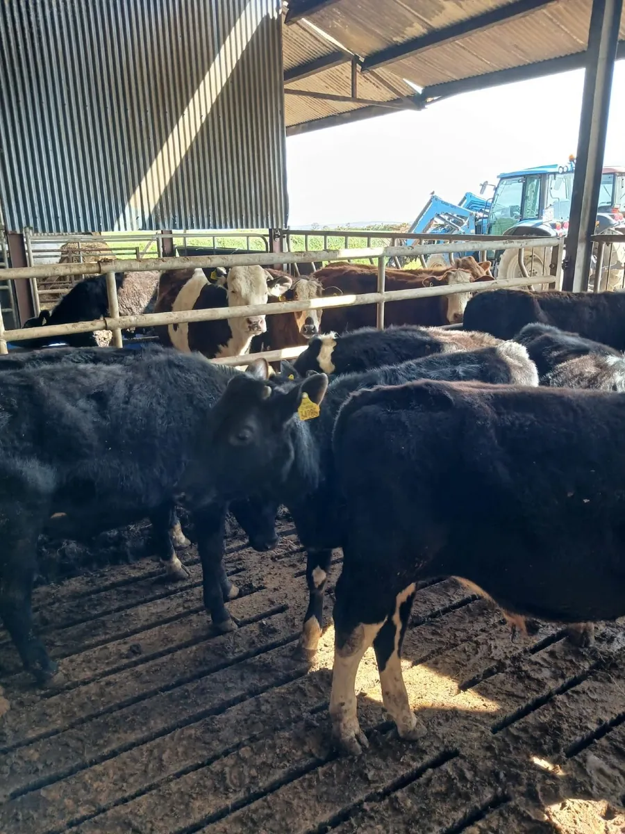 Beef cattle - Image 2