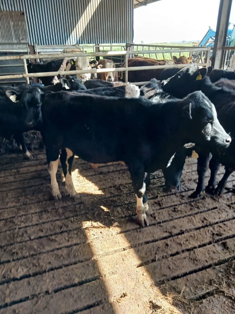 Beef cattle - Image 3