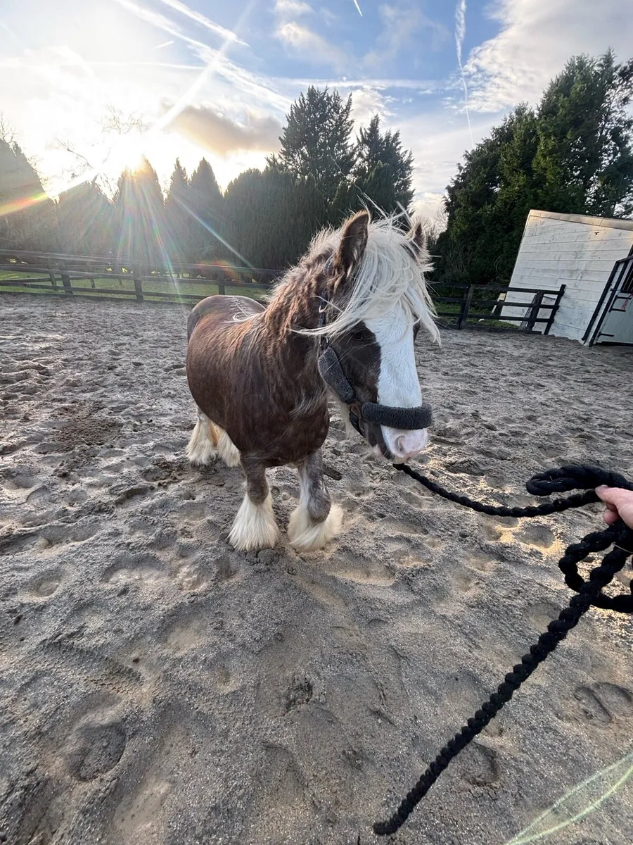 Silver Dapple Mini Cob - Image 3