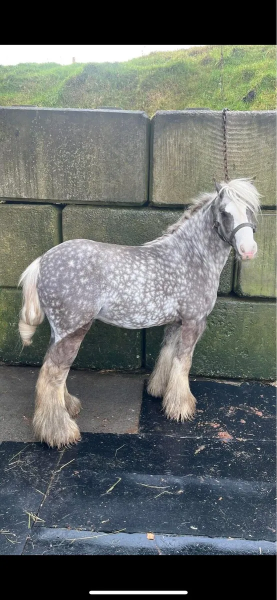 Silver Dapple Mini Cob - Image 1