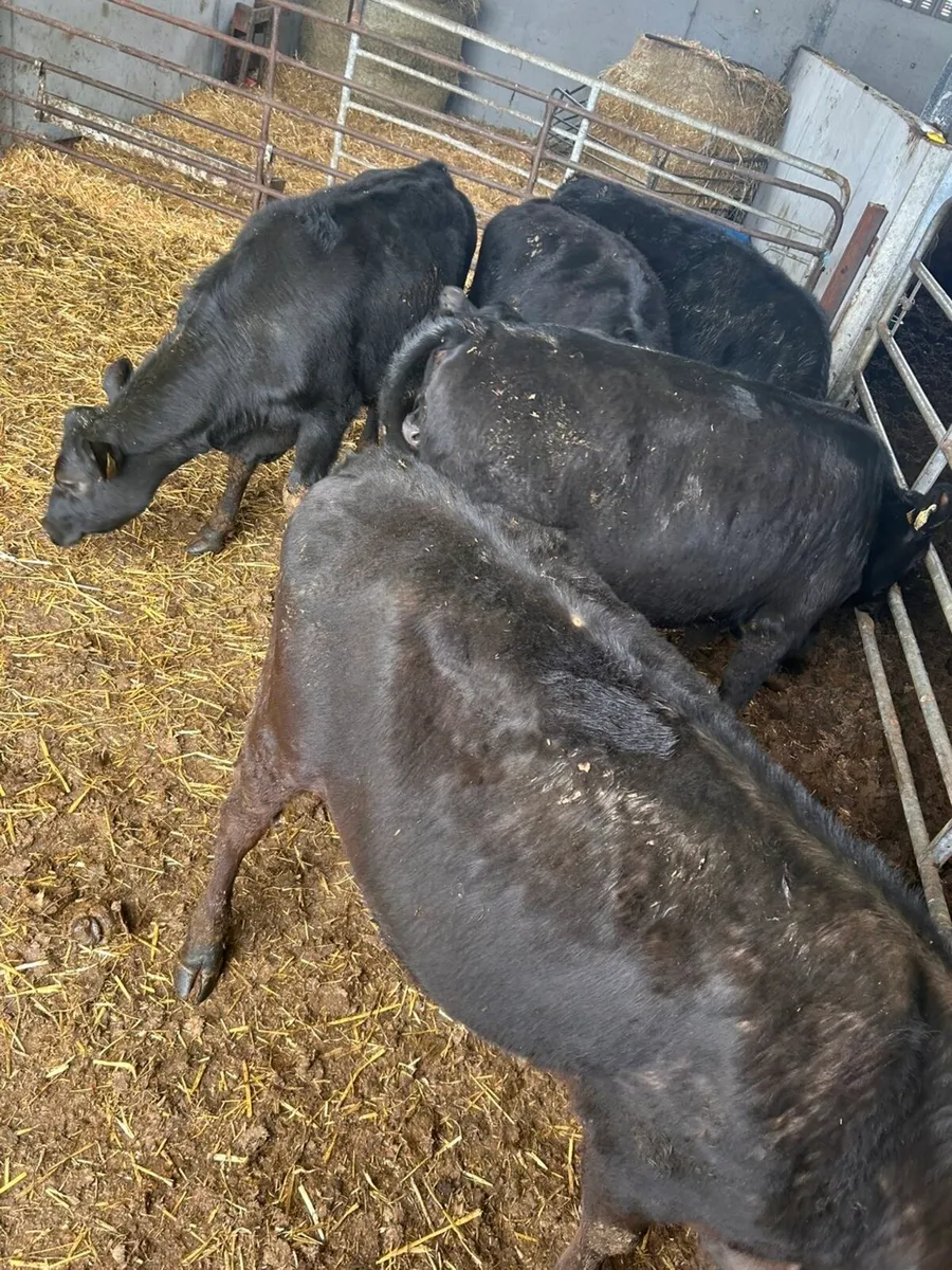 5 AA heifers for sale - Image 2