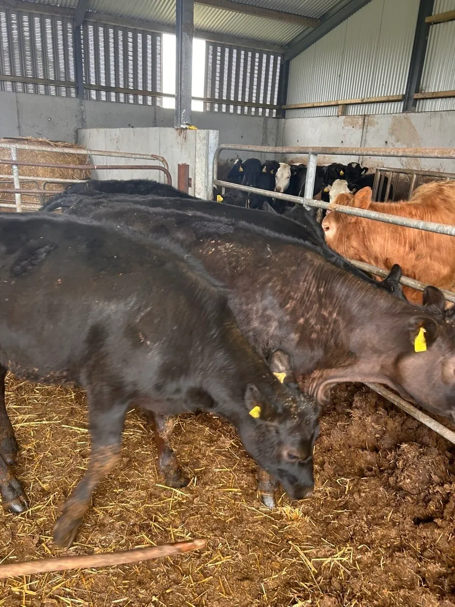 5 AA heifers for sale - Image 1
