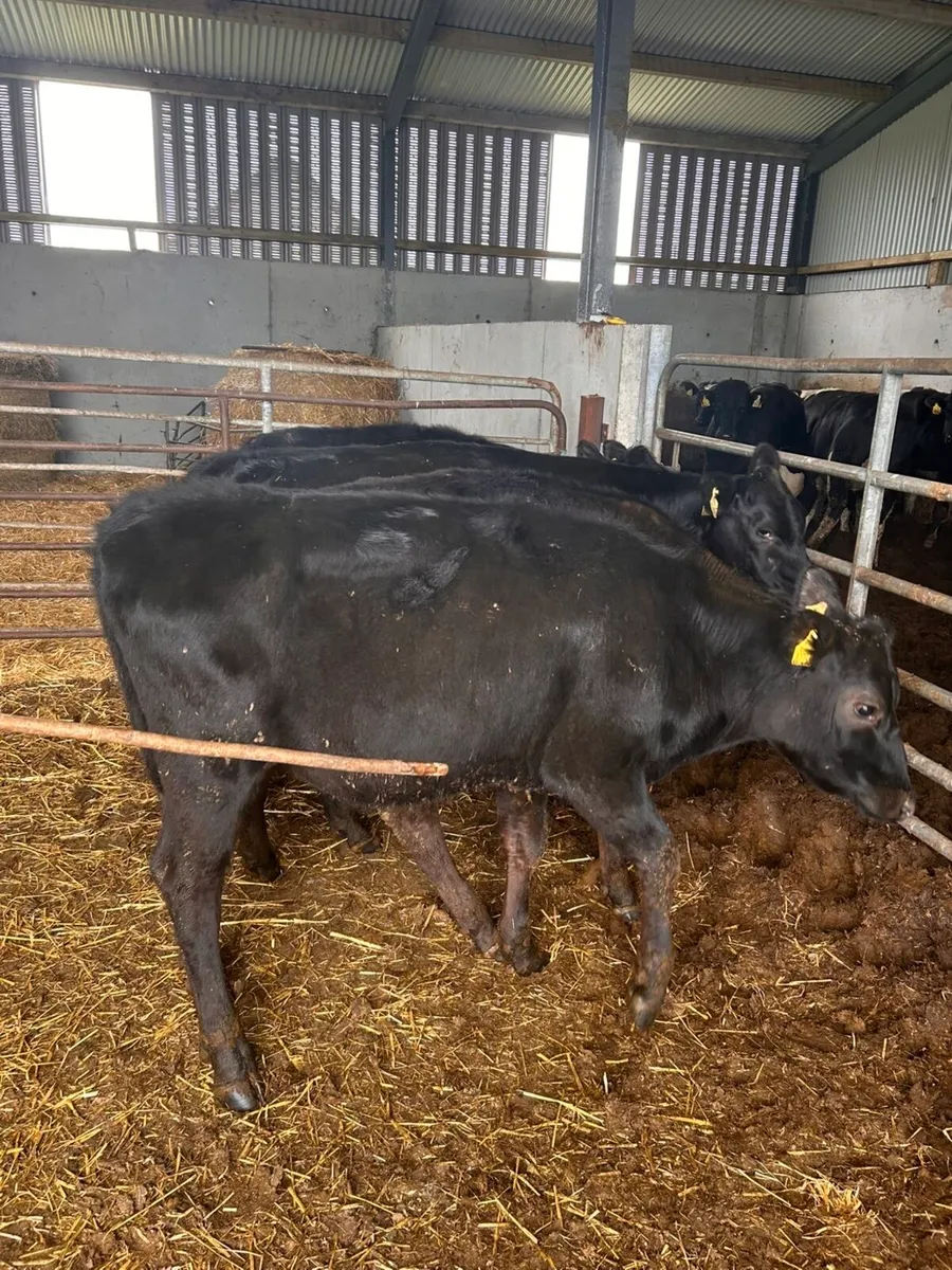 5 AA heifers for sale - Image 3