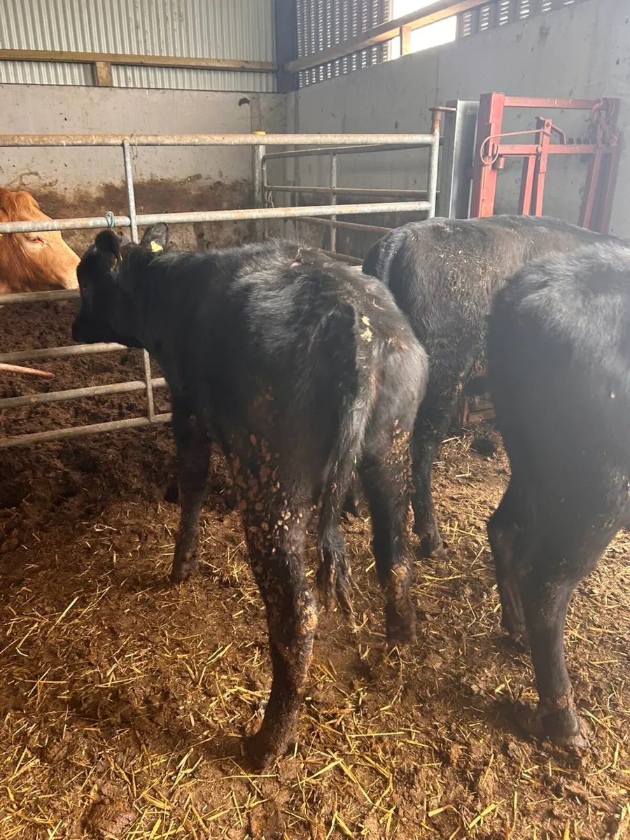 5 AA heifers for sale - Image 4