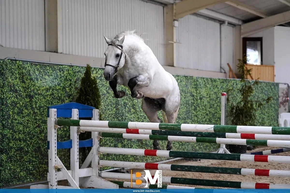 At stud class 1 stallion - Image 1