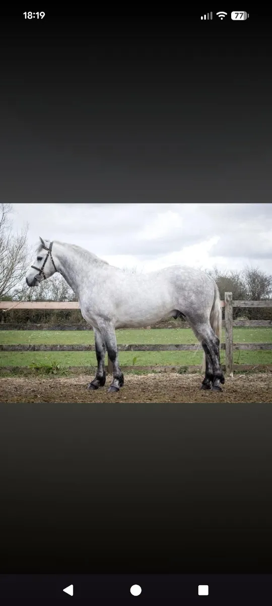 At stud class 1 stallion - Image 2