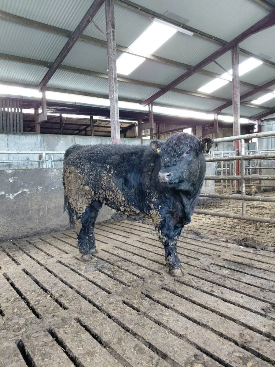 Galloway Bull - Image 3
