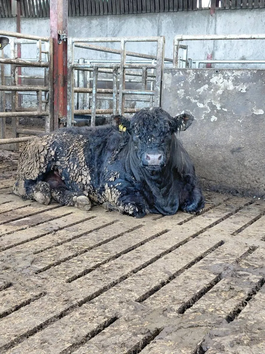 Galloway Bull - Image 1
