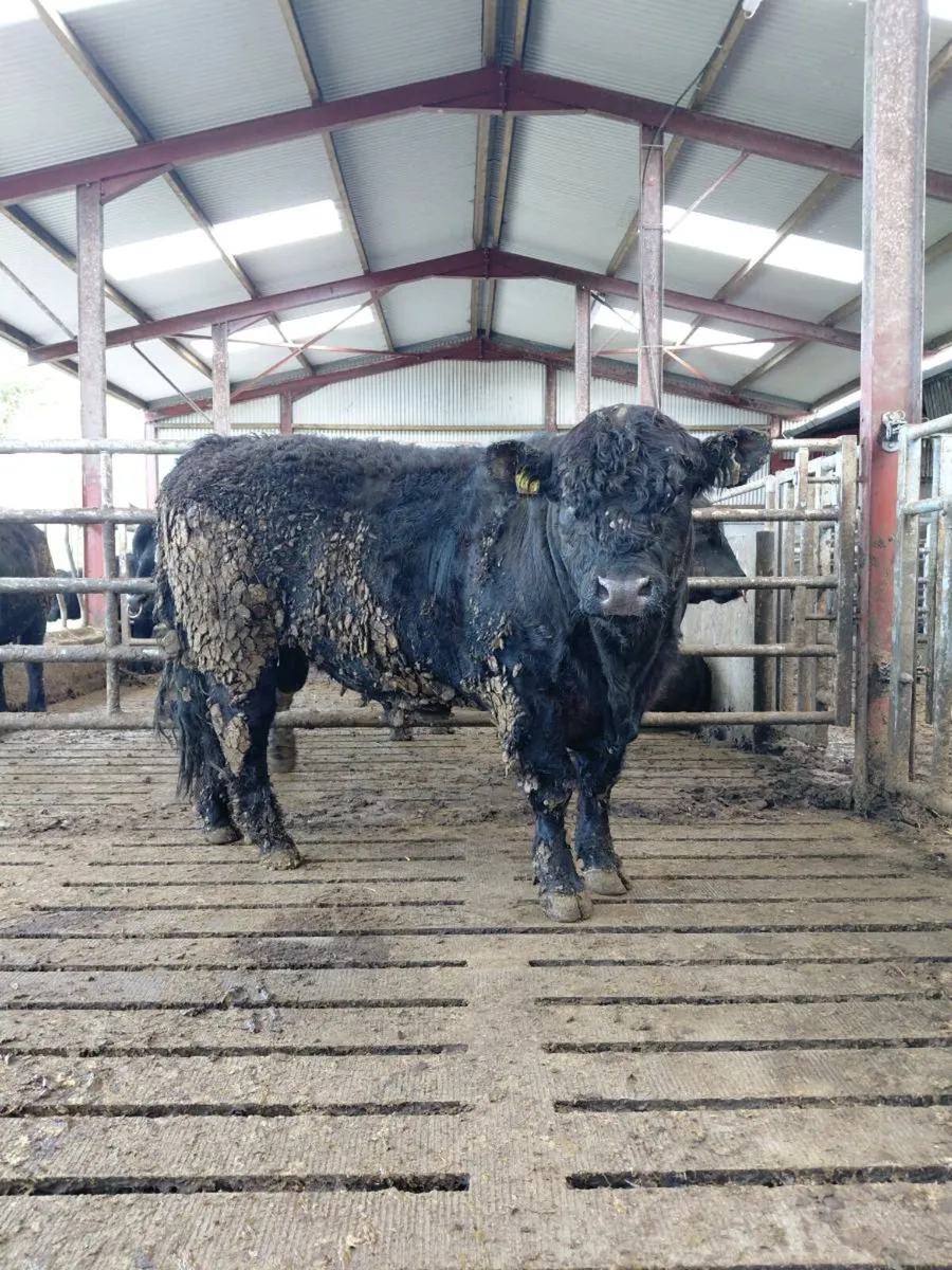 Galloway Bull - Image 2