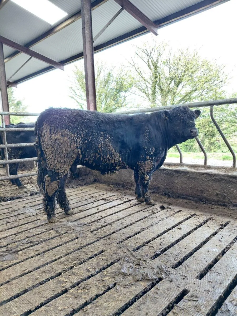 Galloway Bull - Image 4
