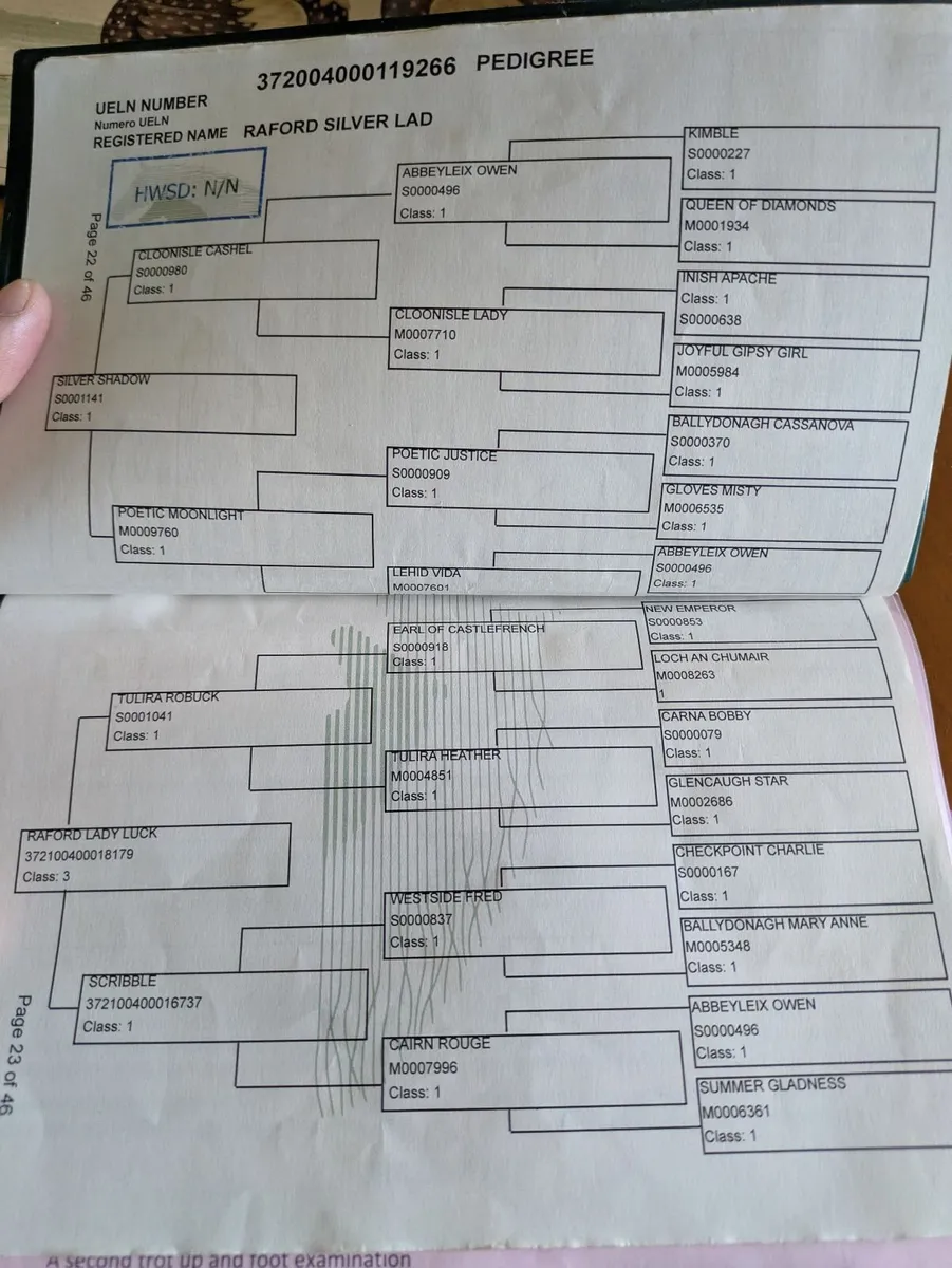At stud class 1 stallion - Image 3