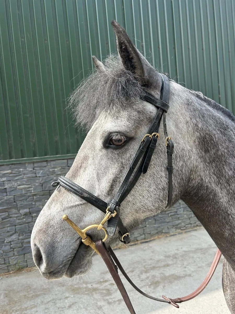 Beautiful 148 Full Connemara - Image 3