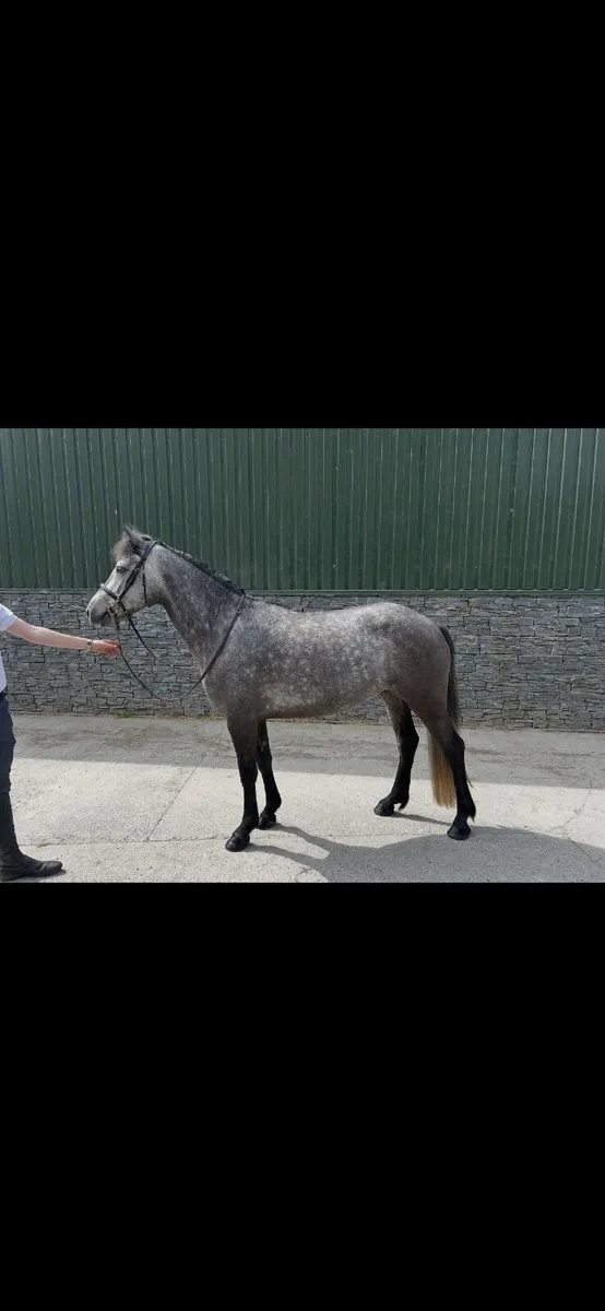 Beautiful 148 Full Connemara - Image 4