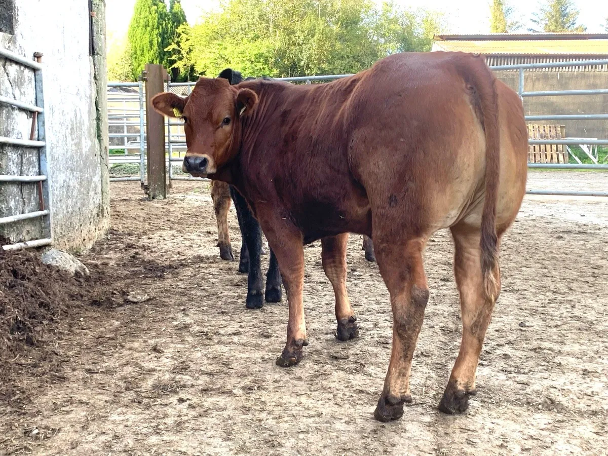 4 super bulling heifers with stars - Image 1