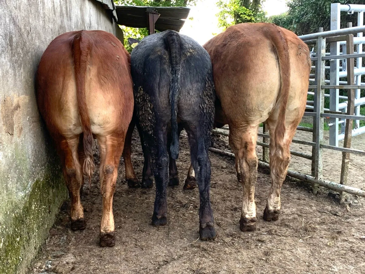 4 super bulling heifers with stars - Image 3