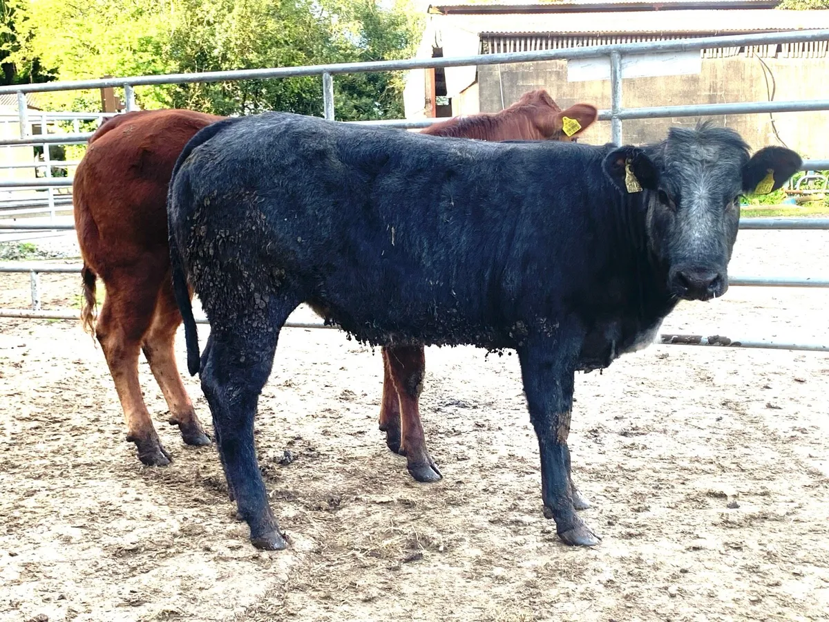 4 super bulling heifers with stars - Image 2