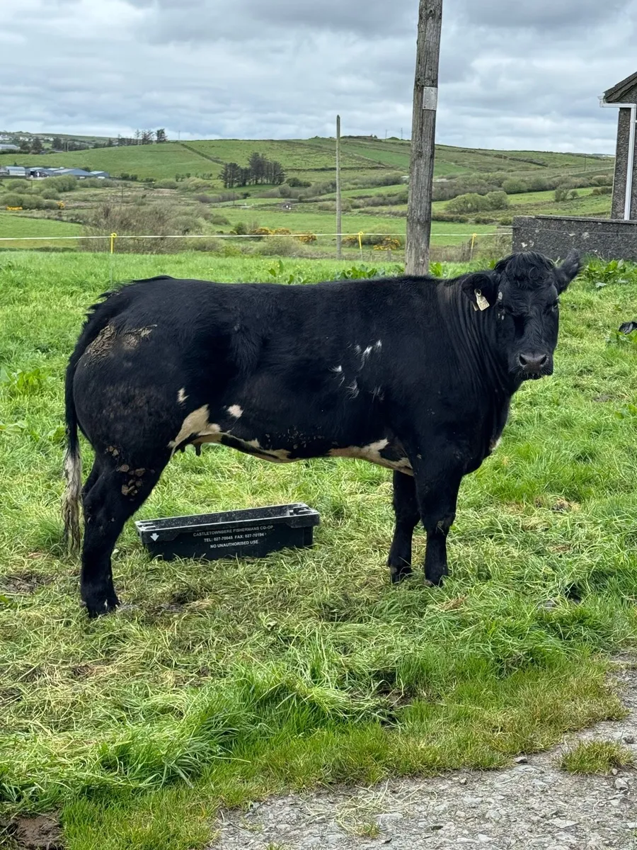 Maiden heifers for sale - Ennis Mart Tuesday, 28th - Image 1