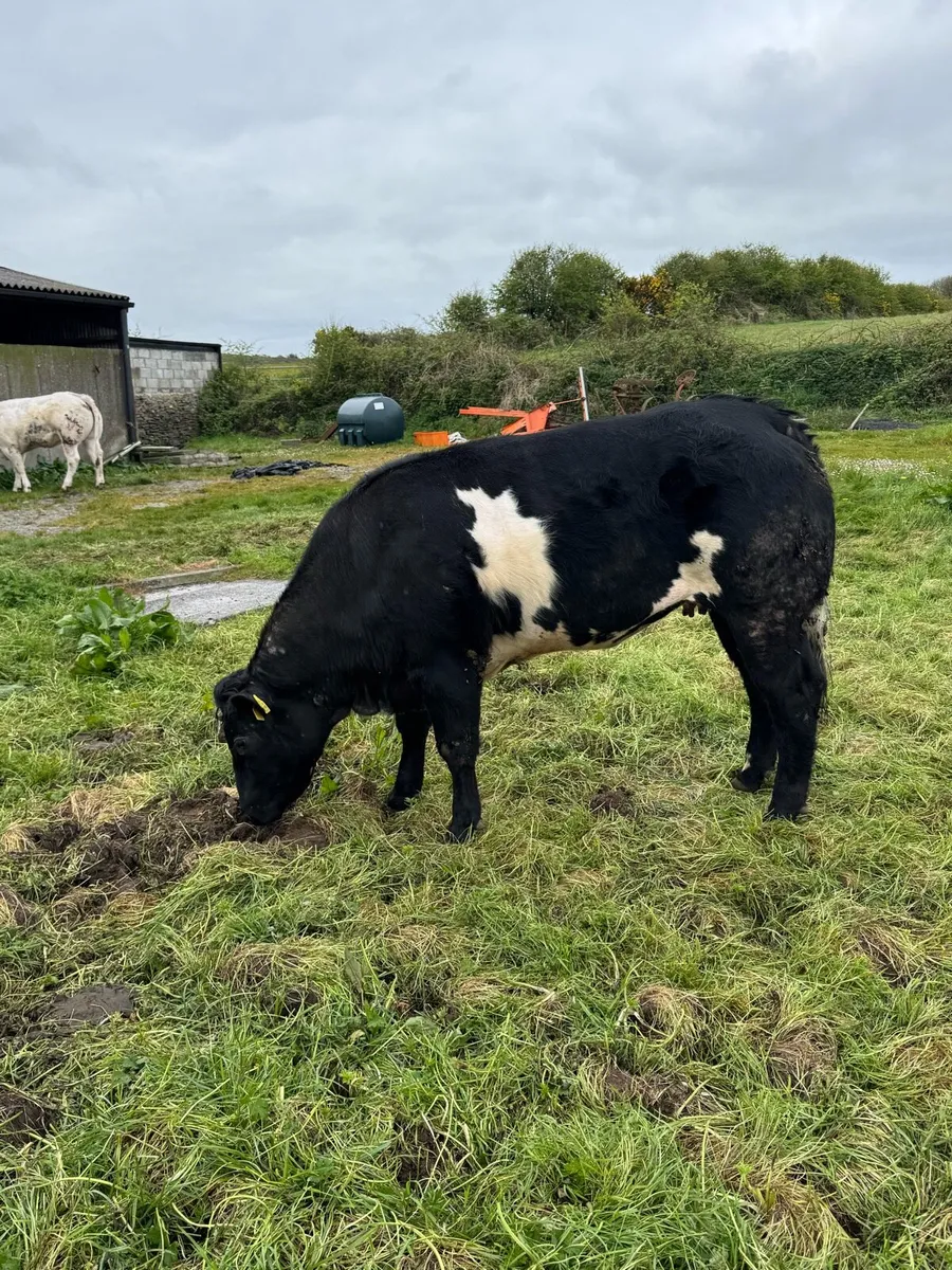 Maiden heifers for sale - Ennis Mart Tuesday, 28th - Image 3
