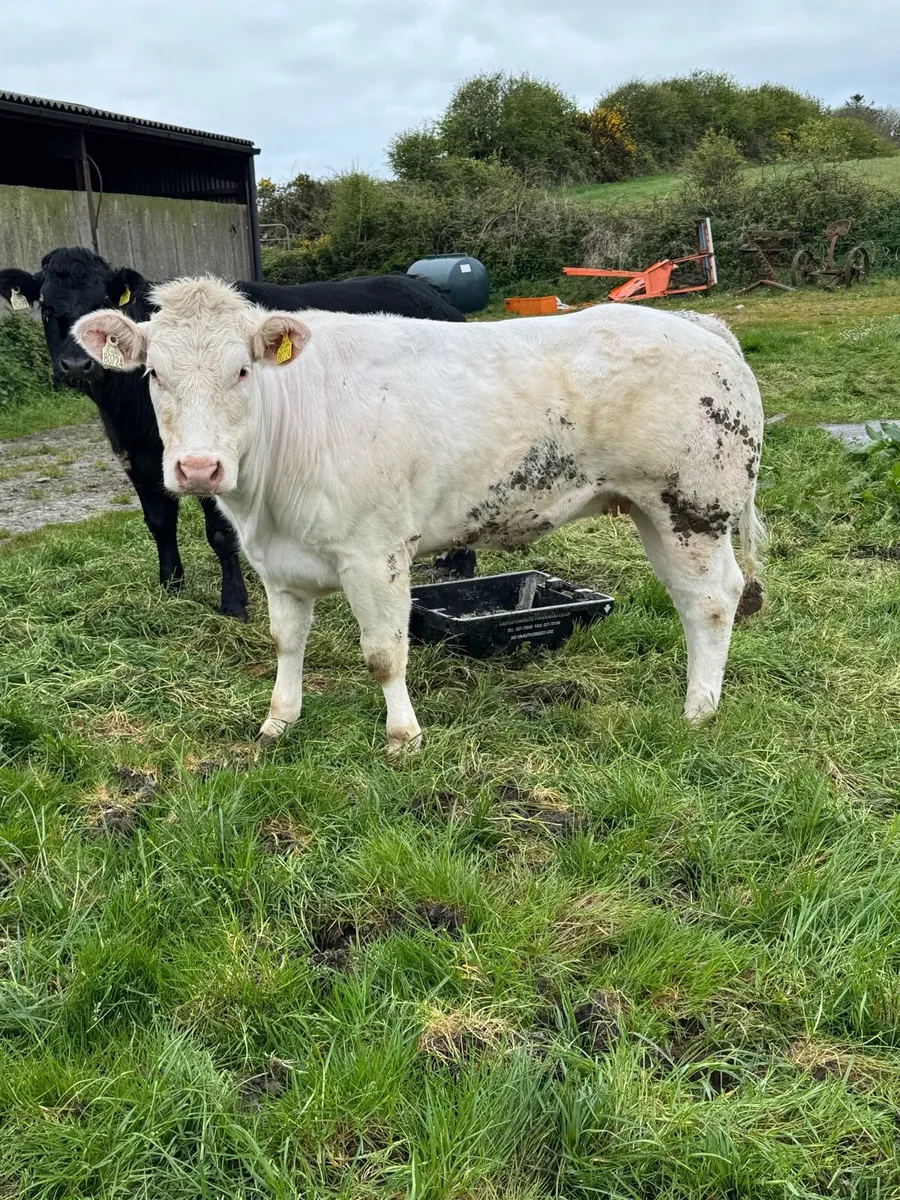 Maiden heifers for sale - Ennis Mart Tuesday, 28th - Image 4